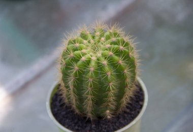 Güzel botanik fotoğrafı, doğal duvar kağıdı.