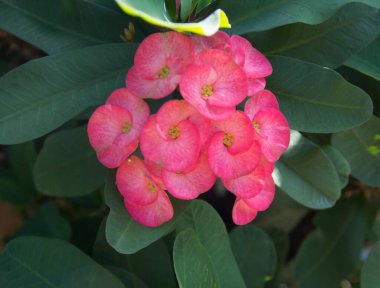 Güzel botanik fotoğrafı, doğal duvar kağıdı.