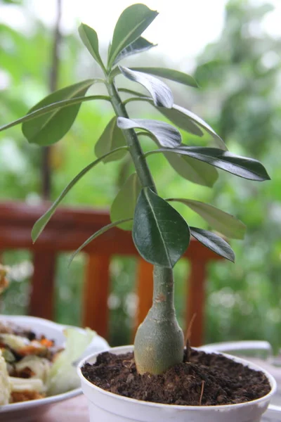 Planta Verde Maceta —  Fotos de Stock