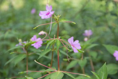 Bahçedeki güzel çiçekler