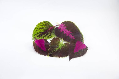 Süslü bitki yapraklarının beyaz arkaplanda toplanması