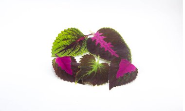 Süslü bitki yapraklarının toplandığı yeri kapat