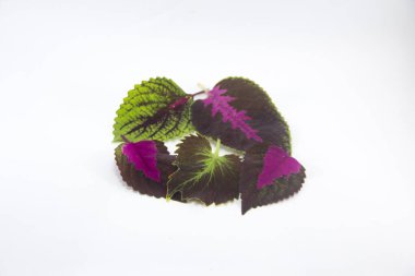 Süslü bitki yaprakları koleksiyonu