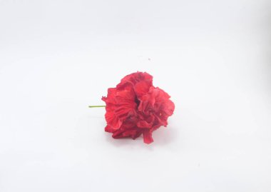 Beyaz arkaplanda güzel bir amber çiçeğine yaklaş