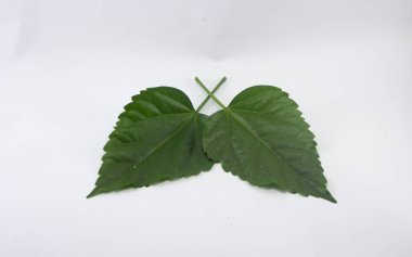 İki amber yaprağını kapat.