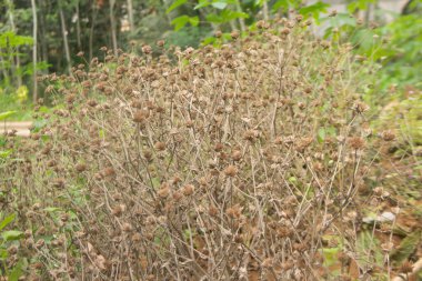 Ölü çimenleri kapatın.