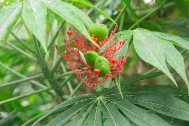 Bahçedeki hintyağı tohumu ve ağacın çiğ yeşili.