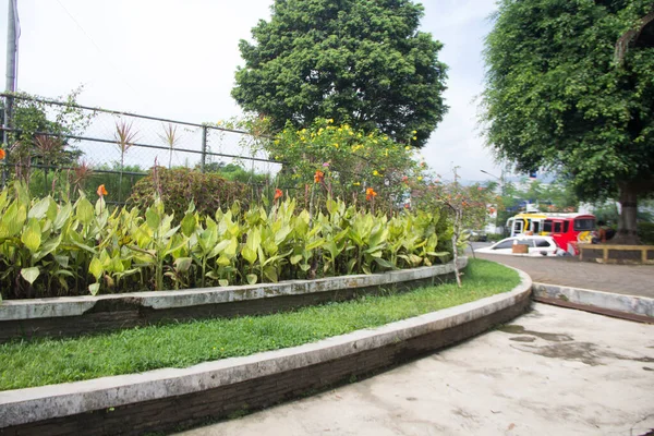 美丽的植物学照片 来自印度尼西亚格伦市 班杰拉市的天然墙纸 — 图库照片