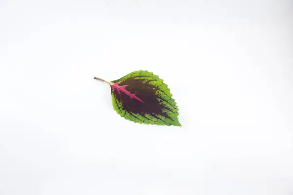 Close Green Shiso Leaf — Stock Photo, Image