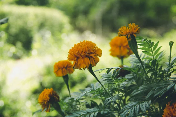 Beautiful Marigold Flower Ornamental Plants Garden — Stock Photo, Image