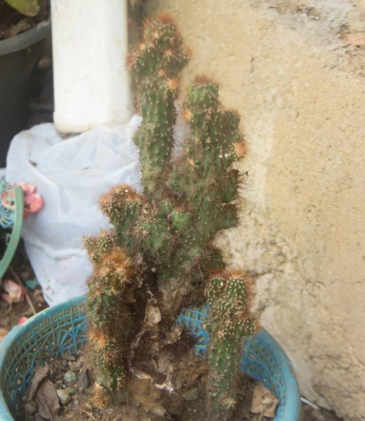 Planta Ornamental Cereus Jamacaru — Foto de Stock