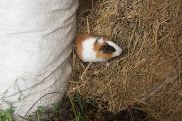 Close Guinea Pigs Haystack — Stock Photo, Image