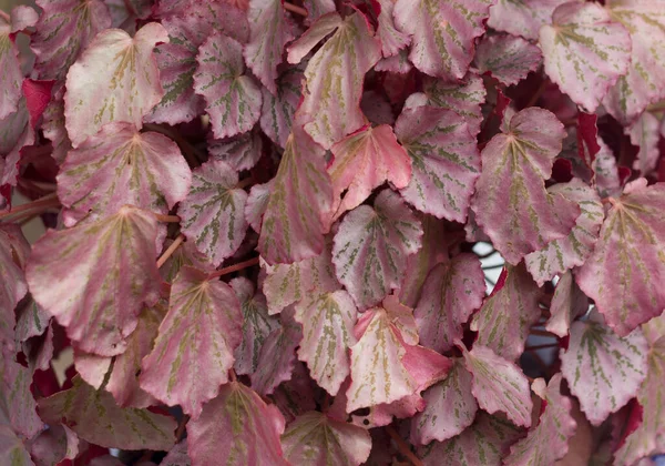 Vacker Botanisk Skott Naturliga Tapeter — Stockfoto