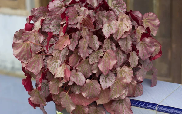 Närbild Begonia Silver Anläggningen — Stockfoto