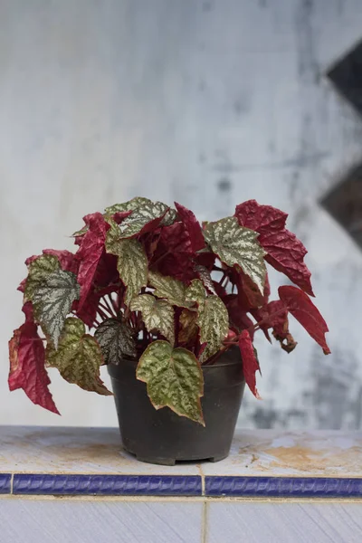 Närbild Vackra Begonia Rex Prydnadsväxt — Stockfoto