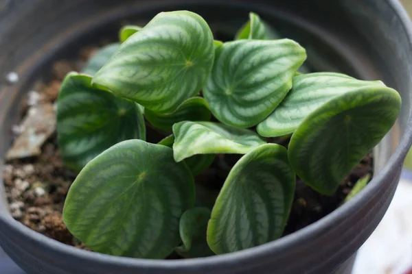 Hermosa Planta Ornamental Peperomia —  Fotos de Stock