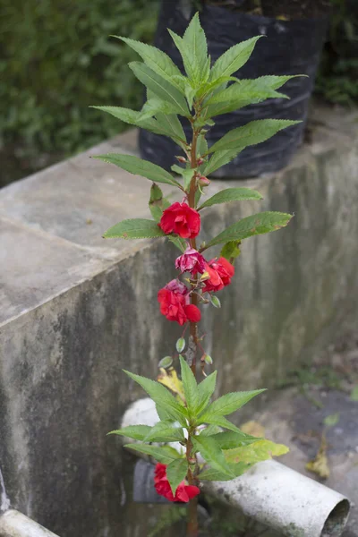 Röd Impatiens Balsamina Trädgården — Stockfoto