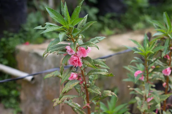 Vacker Botanisk Impatiens Balsamina Trädgården — Stockfoto