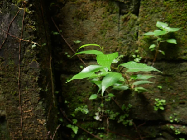 Зеленые Листья Стены — стоковое фото
