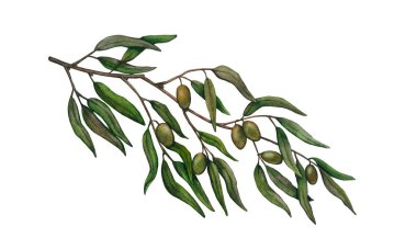 Watercolor olive tree branch isolated on white background. Decorative design elements for  greetings, wallpaper, fashion, posters, print, fabric or background. 