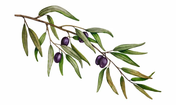 Watercolor Branch Black Olives Isolated White Background Decorative Design Elements — Foto Stock