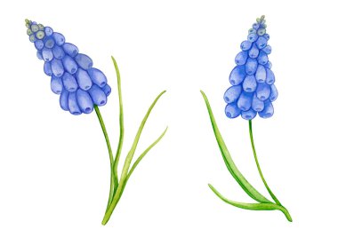 Mavi Muscari. Suluboya ile boyanmış bahar çiçekleri. Kartlar, posterler, tekstil, kırtasiye, hatıra defteri, etiketler ve daha fazlası için el yapımı suluboya. Muscari klipsi sanatı.