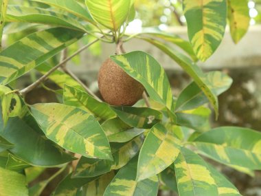 Yeşil ve sarımsı yapraklı ağaçta tecavüz sapodilla