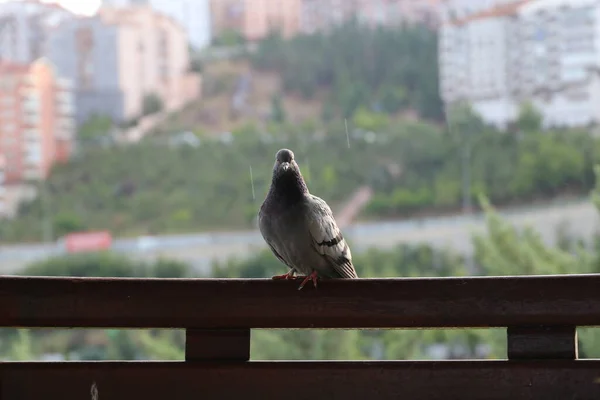 公園の自然花植物屋外の鳥 — ストック写真