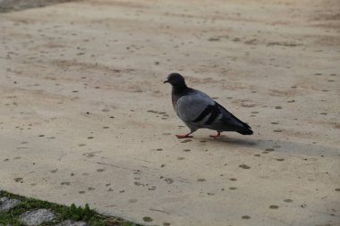 Türkiye Ankara Esertepe Vadisi Parkı ve şehir manzarası - Trkiye Ankara Esertepe vadisi Parkı ve ehir manzaras