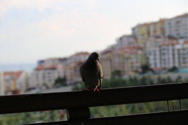 Türkiye Ankara Esertepe Vadisi Parkı ve şehir manzarası - Trkiye Ankara Esertepe vadisi Parkı ve ehir manzaras