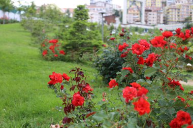 Türkiye Ankara Esertepe Vadisi Parkı ve şehir manzarası - Trkiye Ankara Esertepe vadisi Parkı ve ehir manzaras