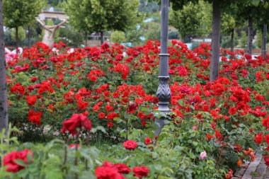 Türkiye Ankara Esertepe Vadisi Parkı ve şehir manzarası - Trkiye Ankara Esertepe vadisi Parkı ve ehir manzaras