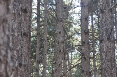 Türkiye Vadisi gökyüzü parkı ve şehir bayrağı