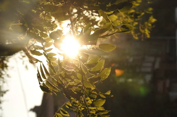 Park Natura Kwiat Roślina Zewnątrz Turecki — Zdjęcie stockowe