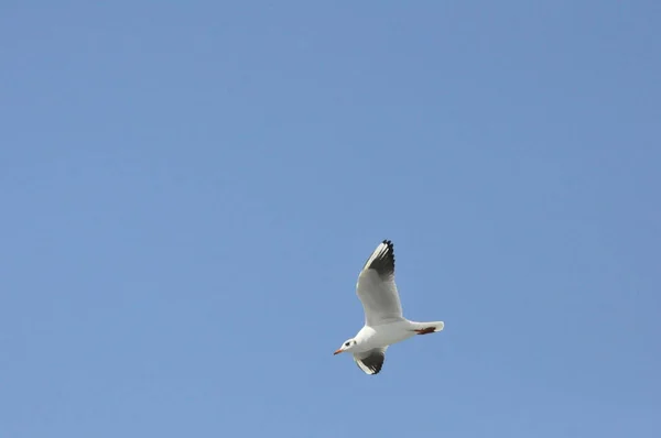 Turquía Zmir Ciudad Vista Pájaro Gaviota Mar — Foto de Stock