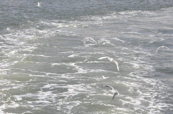 Turquia Zmir Cidade Vista Pássaro Gaivota Mar — Fotografia de Stock