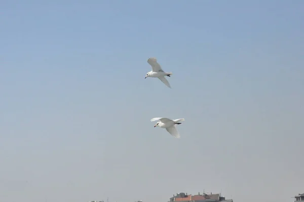 Turquie Zmir Ville Vue Oiseau Mouette Mer — Photo