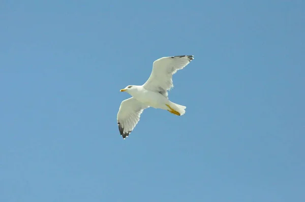 Turquie Zmir Ville Vue Oiseau Mouette Mer — Photo