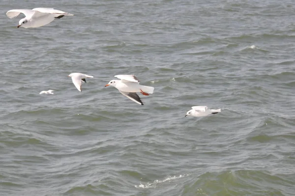 Turquie Zmir Ville Vue Mer Mouette Ferry — Photo