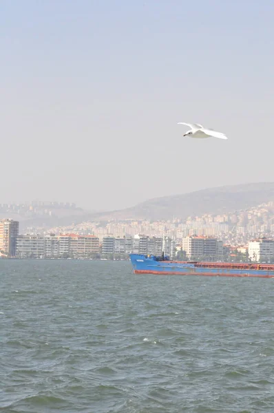 Turchia Zmir Città Vista Mare Gabbiano Traghetto — Foto Stock