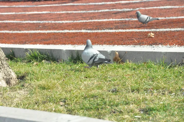 トルコアンカラ市スカイライン鳥 — ストック写真