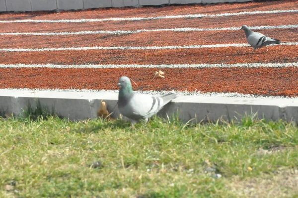 Turkey Ankara City Skyline Bird — Fotografia de Stock