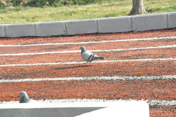 Turkey Ankara City Skyline Bird — Stockfoto