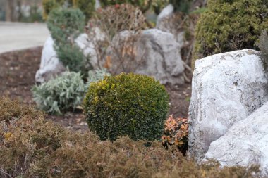 Park, Ağaçlar, Doğa & Arkaplan