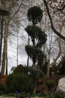 Park, Ağaçlar, Doğa & Arkaplan