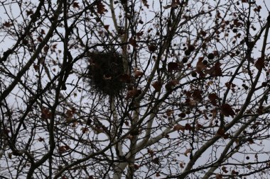 Park, Ağaçlar, Doğa & Arkaplan