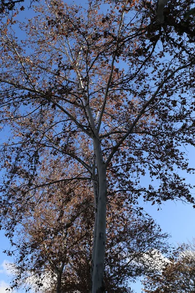 Парк Деревья Природа Фон — стоковое фото