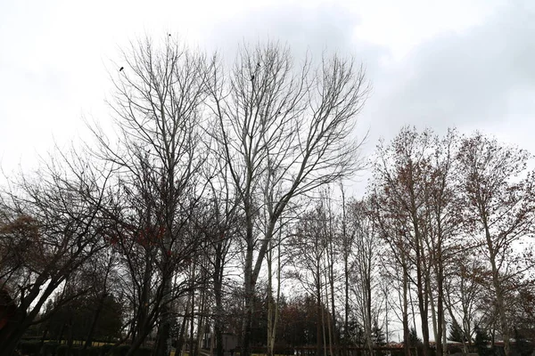 Parco Alberi Natura Sfondo — Foto Stock