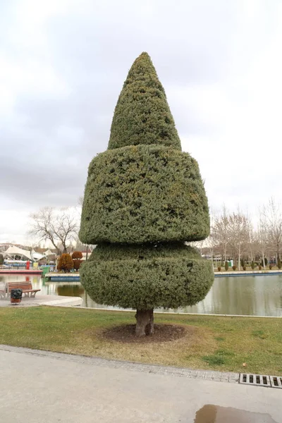 Parco Alberi Natura Sfondo — Foto Stock