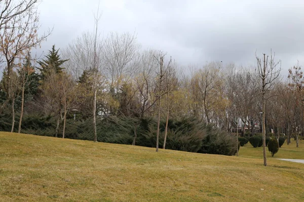 Park Bäume Natur Hintergrund — Stockfoto